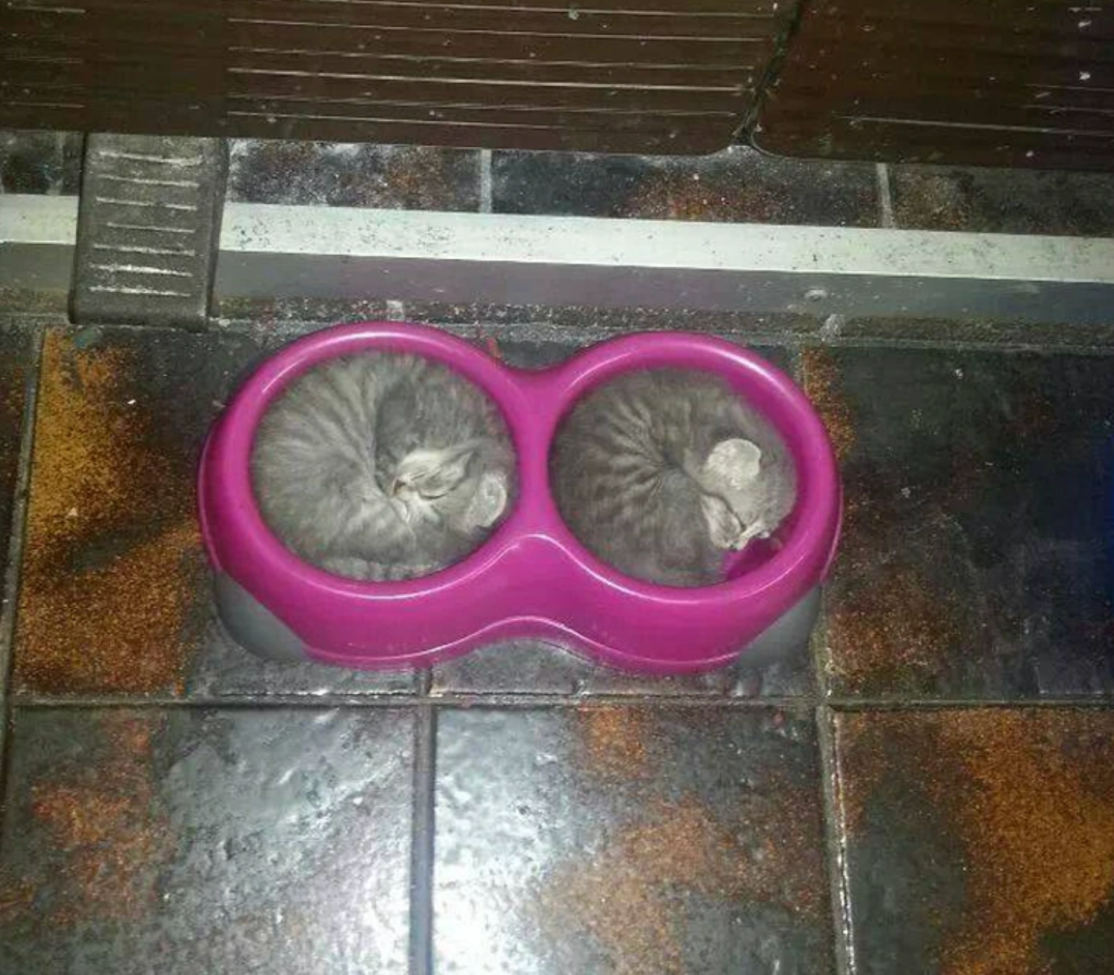 Twin kittens